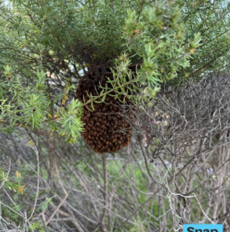 Swarm photo